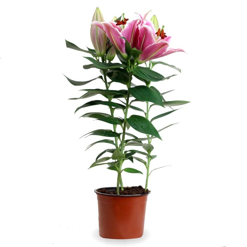 Imagen de Planta de liliums Descripcion: Requieren de pleno sol, son resistentes y necesitan de suelos sueltos, ricos en materia orgánica, bien drenados